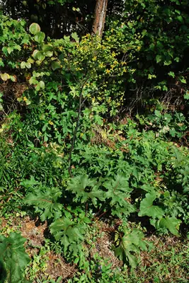 Silphium compositum — port de la plante
