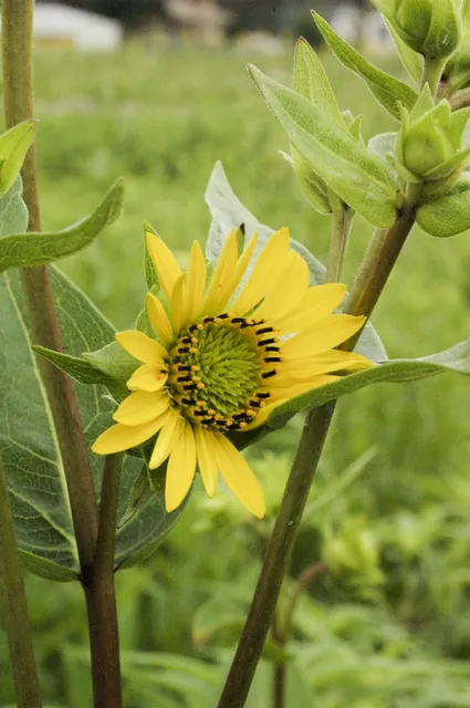 Silphium integrifolium — floraison