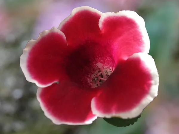 Sinningia speciosa — photographie botanique