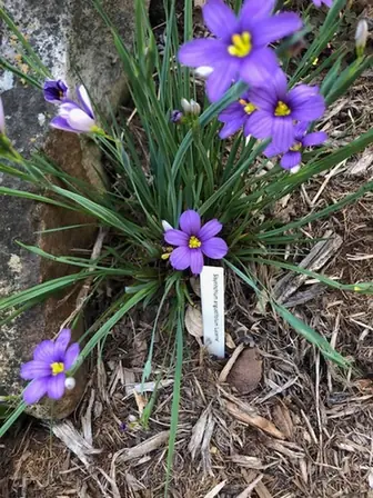 Sisyrinchium angustifolium — floraison