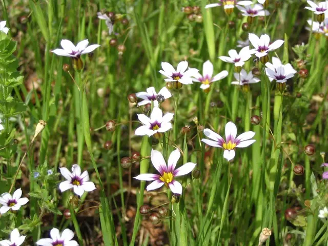 Sisyrinchium atlanticum — port de la plante