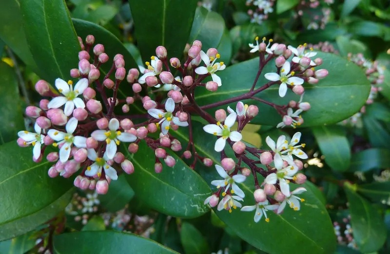 Skimmia — Skimmia japonica