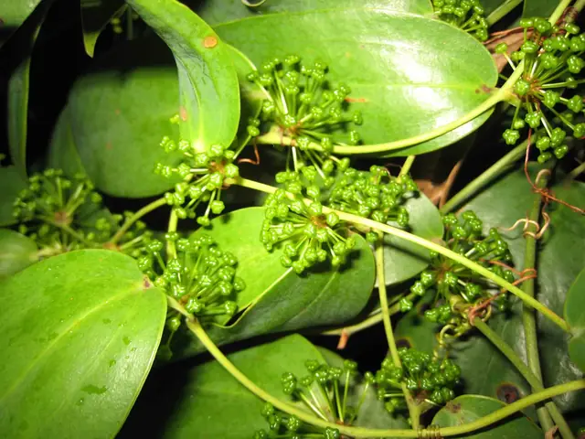 Smilax glabra — floraison