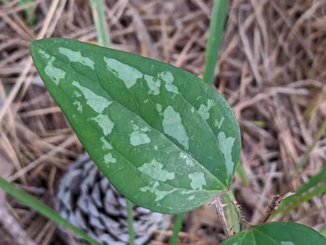 Smilax glauca — feuillage