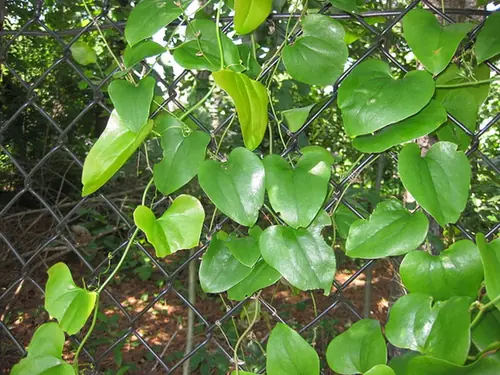 Smilax rotundifolia — port de la plante