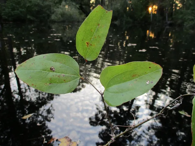 Smilax walteri — feuillage