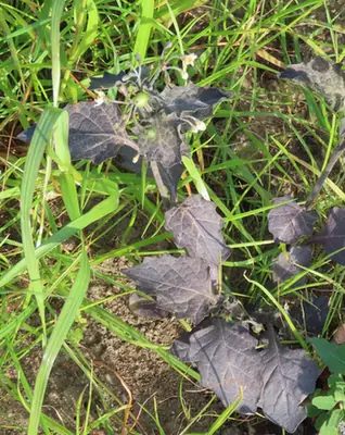 Solanum nigrum — port de la plante