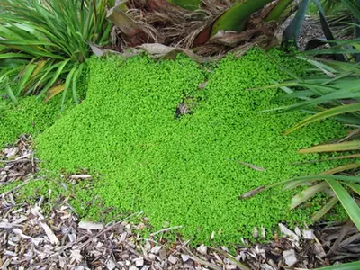 Soleirolia soleirolii — port de la plante