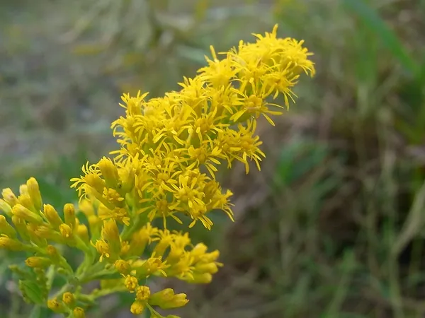 Solidago altissima — photographie botanique