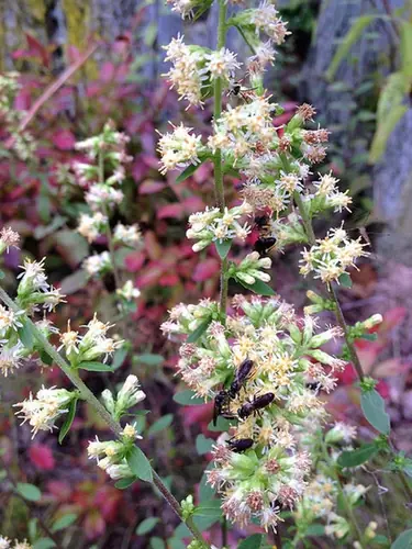Solidago bicolor — photographie botanique