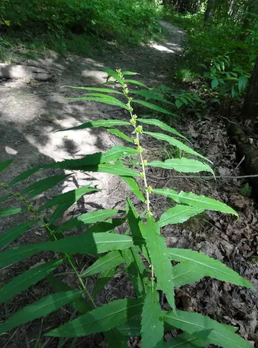 Solidago caesia — photographie botanique