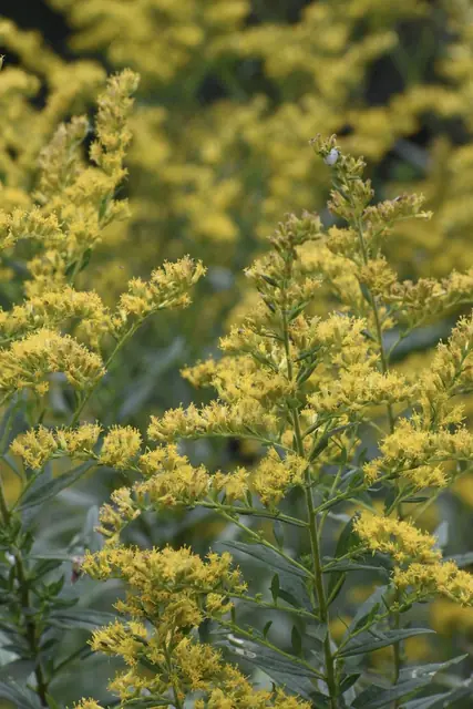 Solidago canadensis — floraison