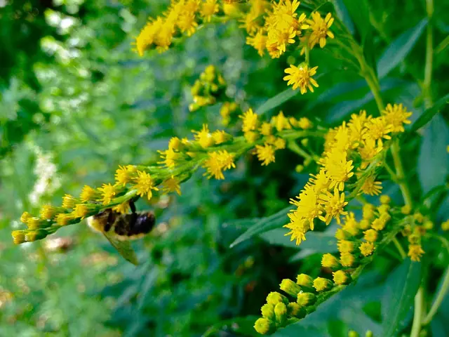 Solidago juncea — photographie botanique