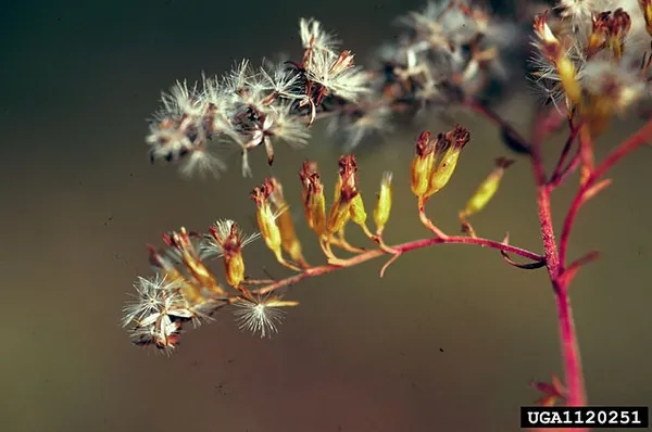 Solidago odora — floraison