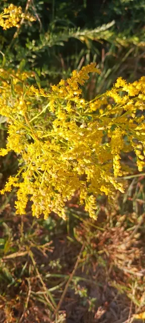 Solidago pinetorum — port de la plante