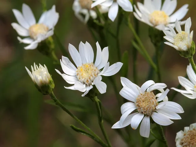 Solidago ptarmicoides — floraison