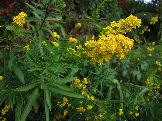 Solidago sempervirens — port de la plante