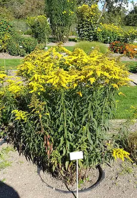 Solidago shortii — port de la plante