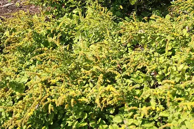 Solidago sphacelata — port de la plante