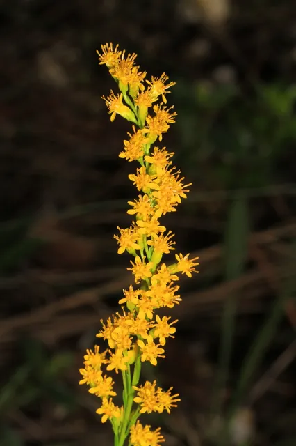 Solidago stricta — floraison