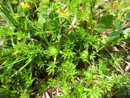 Soliva sessilis — port de la plante