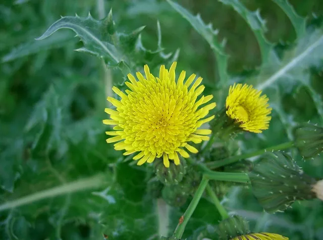 Sonchus asper — photographie botanique