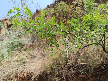 Sophora davidii — port de la plante