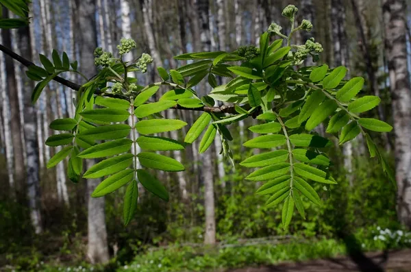 Sorbier des oiseleurs — Sorbus aucuparia