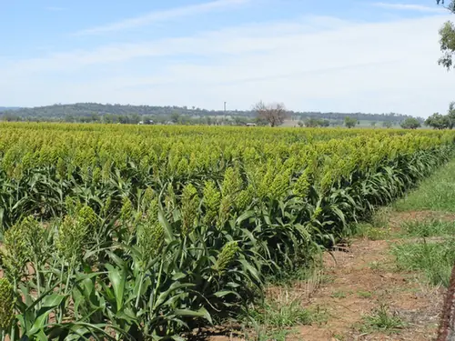 Sorghum bicolor — port de la plante