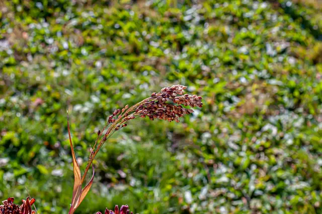 Sorghum × drummondii — photographie botanique
