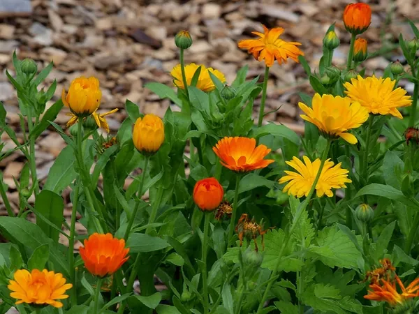 Souci — Calendula officinalis