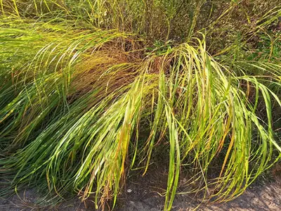 Spartina pectinata — port de la plante
