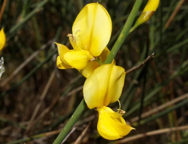 Spartium junceum — photographie botanique