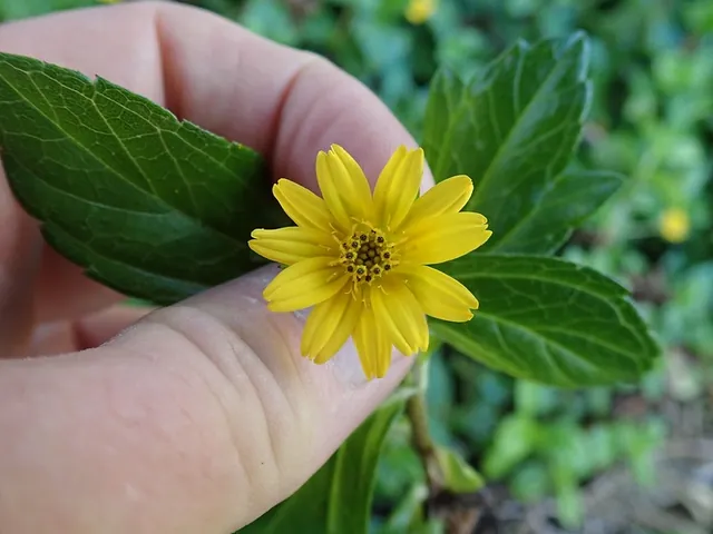Sphagneticola trilobata — photographie botanique