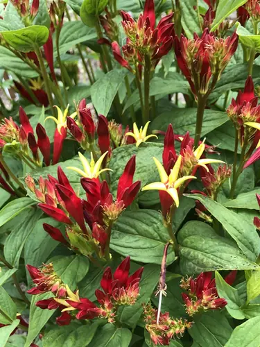 Spigelia marilandica — floraison
