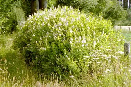 Spiraea alba — port de la plante