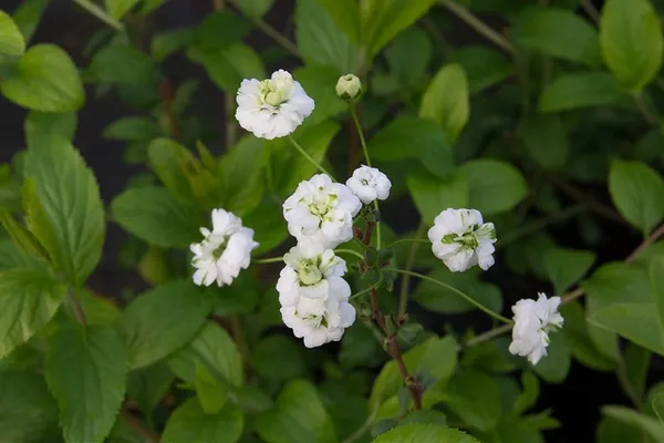 Spiraea prunifolia — floraison