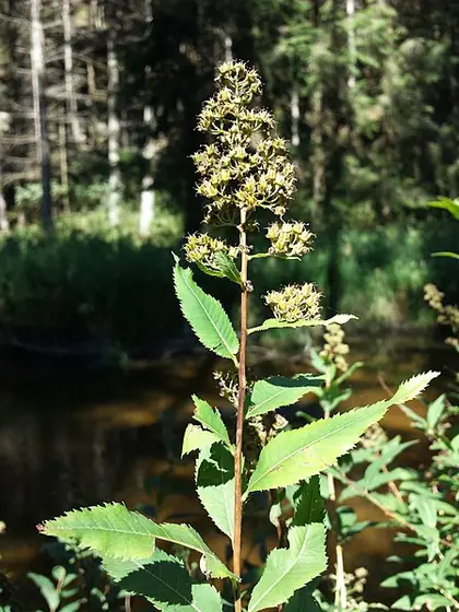 Spiraea salicifolia — floraison