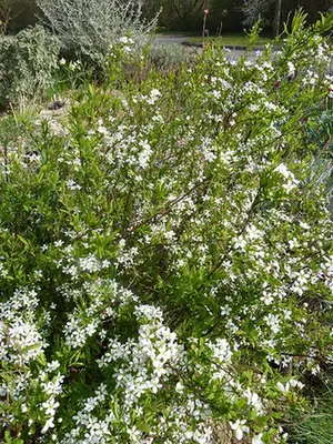 Spiraea thunbergii — port de la plante