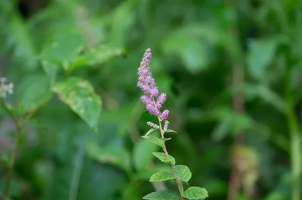 Spiraea tomentosa — floraison