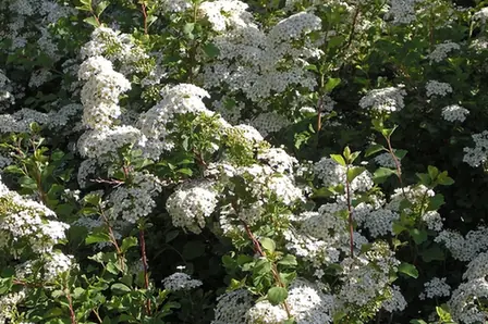 Spiraea trilobata — port de la plante
