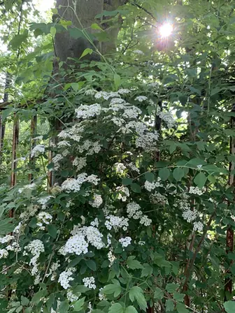 Spiraea × arguta — port de la plante