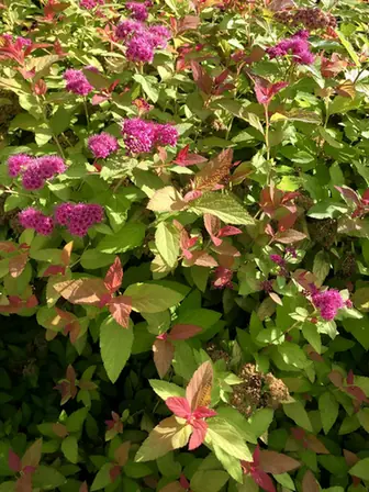 Spiraea × bumalda — port de la plante