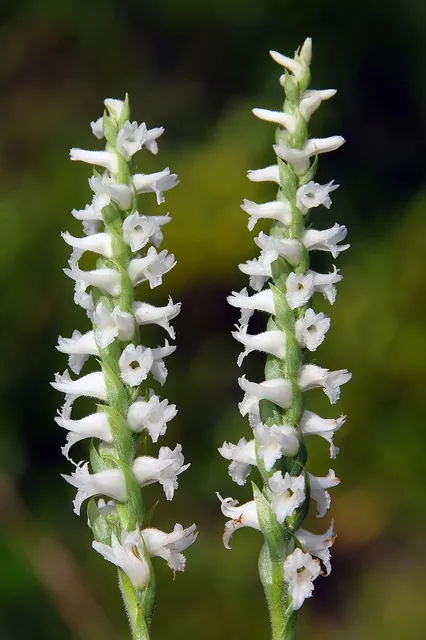 Spiranthes cernua — photographie botanique