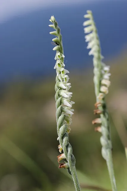 Spiranthes spiralis — floraison