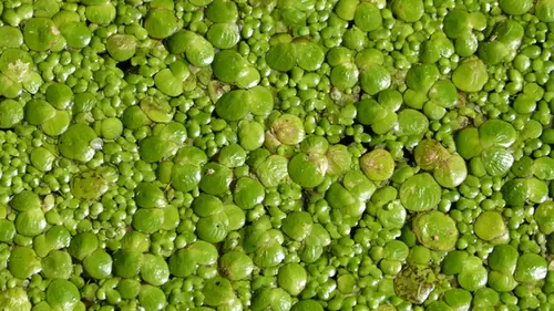 Spirodela polyrhiza — port de la plante