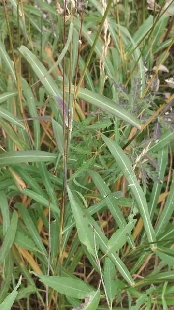 Spodiopogon sibiricus — port de la plante