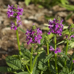 Stachys spathulata — floraison