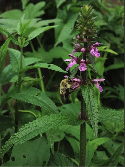 Stachys tenuifolia — floraison