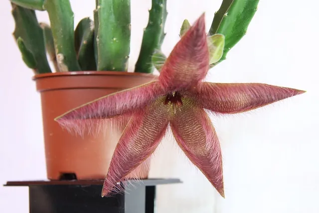 Stapelia grandiflora — port de la plante
